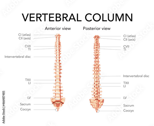 Human vertebral column in anterior posterior view, Intervertebral disc with spine parts labeled. Vector flat realistic in beige brown colour style concept illustration isolated on white background.