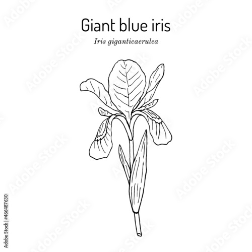 Giant blue iris iris giganticaerulea , state wildflower of Louisiana