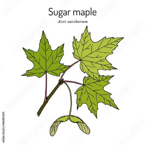 Sugar maple acer saccharum , state tree of New York, Vermont, West Virginia, Wisconsin