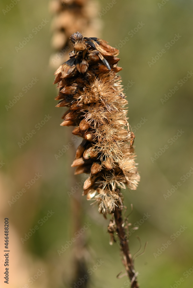 Fototapeta premium fleur séchée en automne