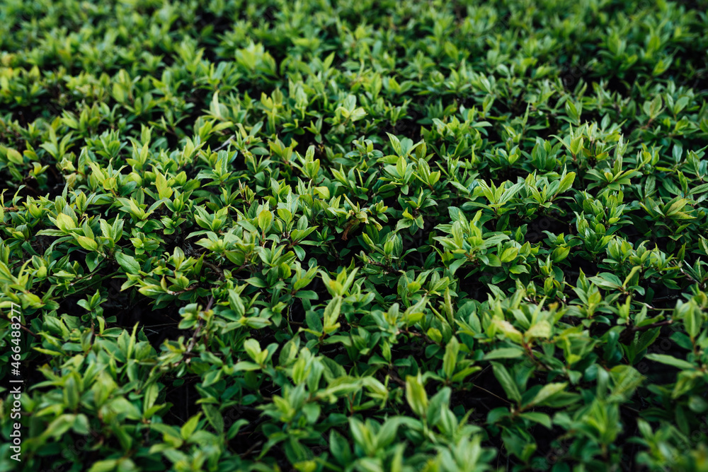 Green leaves Green leaves