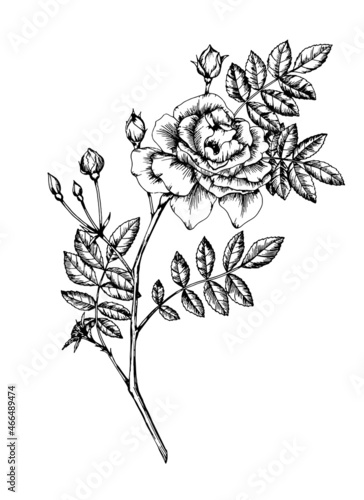 Rose sketch illustration. Black and white vector isolated drawing