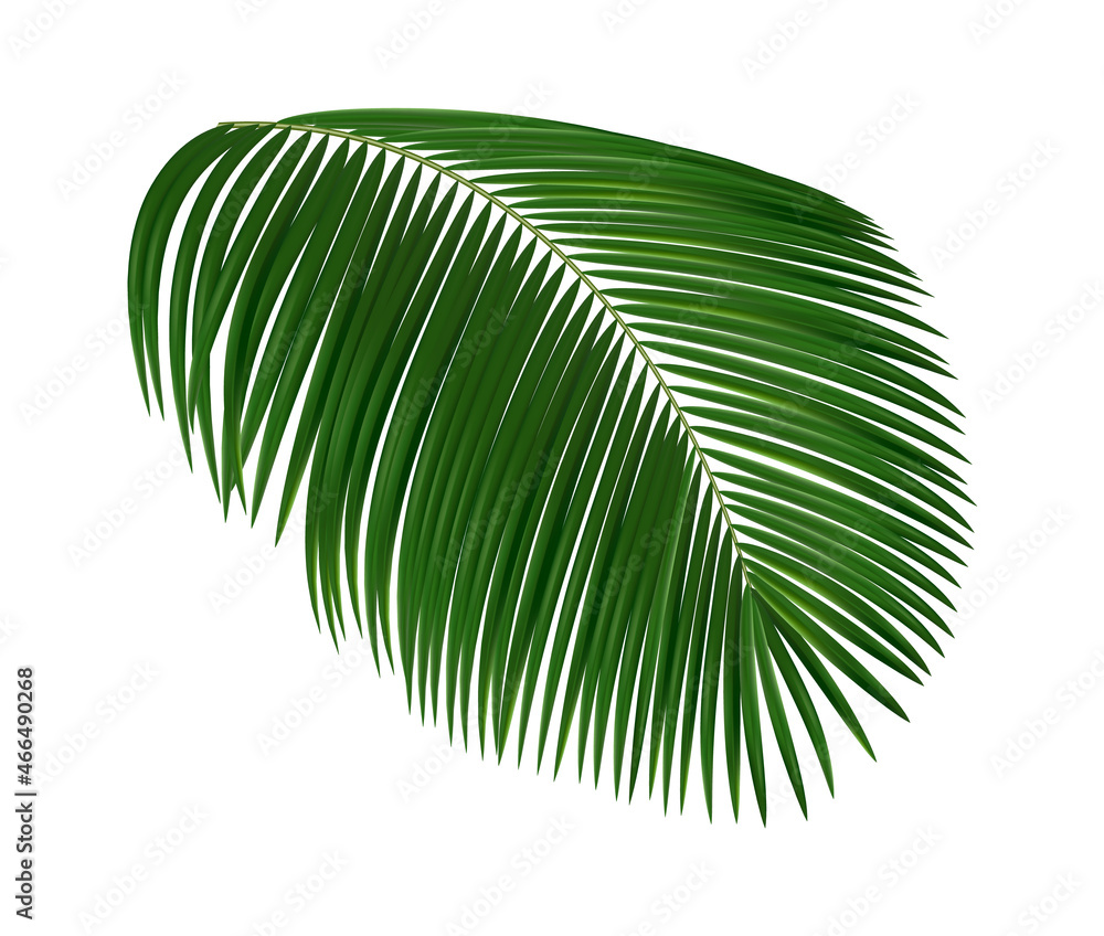 Obraz premium Realistic tropical leaf. Palm tree foliage, green exotic plants elements, jungle hawaiian summer nature isolated design element, subtropical plant, botanical decor vector 3d object