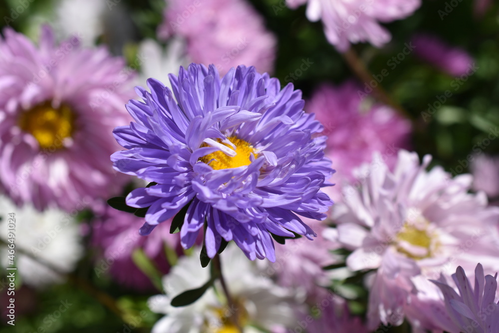Obraz premium Chinese aster multicolored flowers macro photo