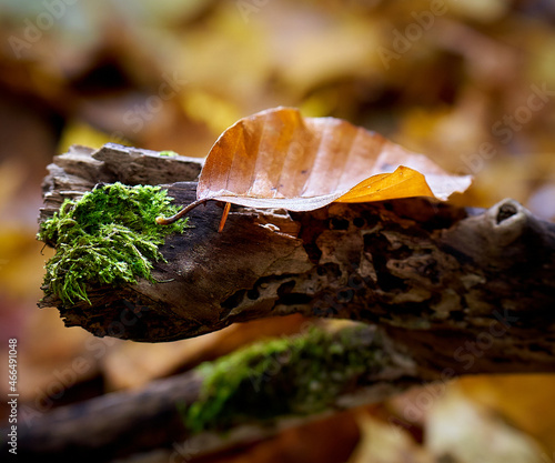 Herbst Blatt © Abiroth