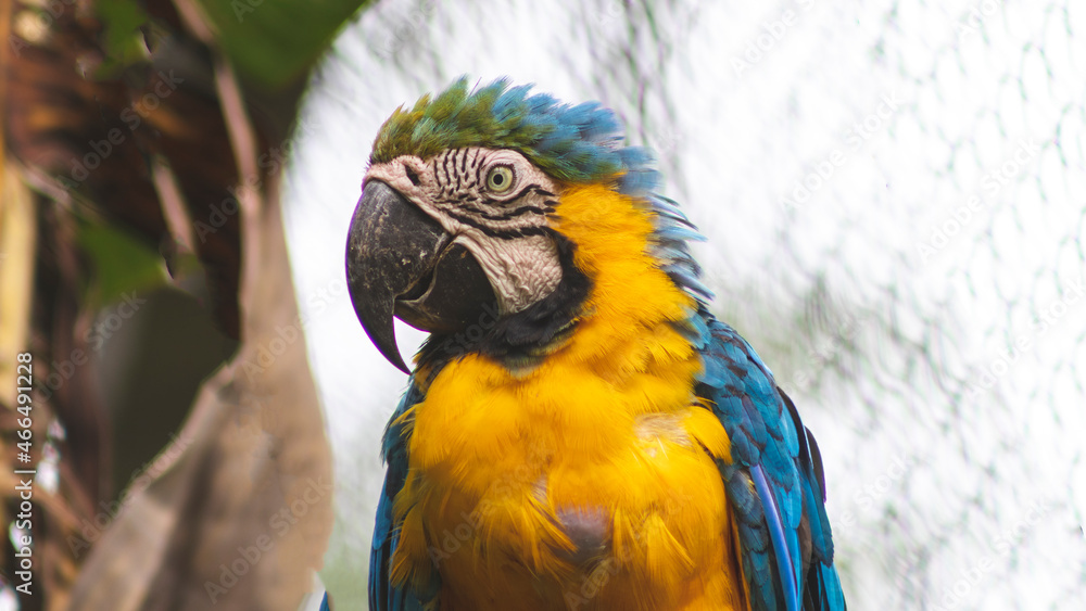 Parrot or Colombian macaw, colorful, in the Union Valle del Cauca Colombia.