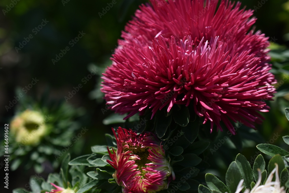 Chinese aster multicolored flowers macro photo Chinese aster multicolored flowers macro photo