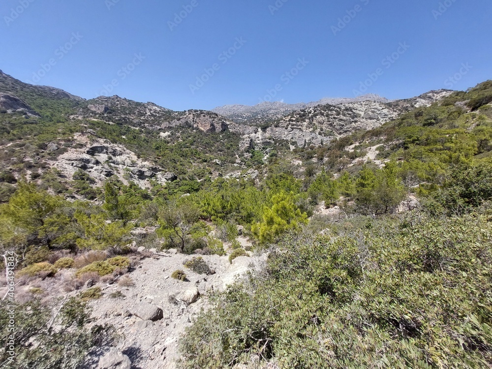 mediterranean forest on the island of Crete