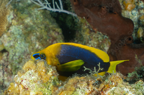A golden hamlet hiding behind some coral on the reef in Grand Cayman. These pretty little creatures are rare and often considered a lucky find by divers