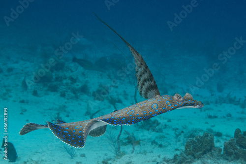 Canvas Print A peacock flounder shot in the water column as it glides to its next destination