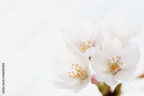 桜の花のクローズアップ © つーたん