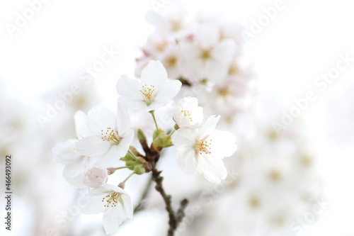 桜の花のクローズアップ © つーたん