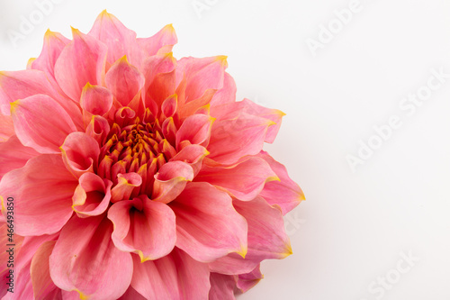 Fototapeta Naklejka Na Ścianę i Meble -  Pink, yellow and white fresh dahlia flower macro photo isolated against white background. Picture in color emphasizing the light different colours and yellow white highlights. Mother day background.