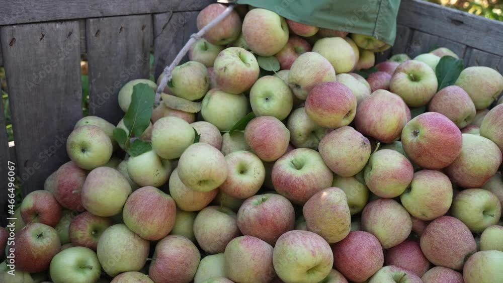 Slow motion of apples pouring out of a bucket into a wooden bin. Slow motion of apples pouring out of a bucket into a wooden bin.