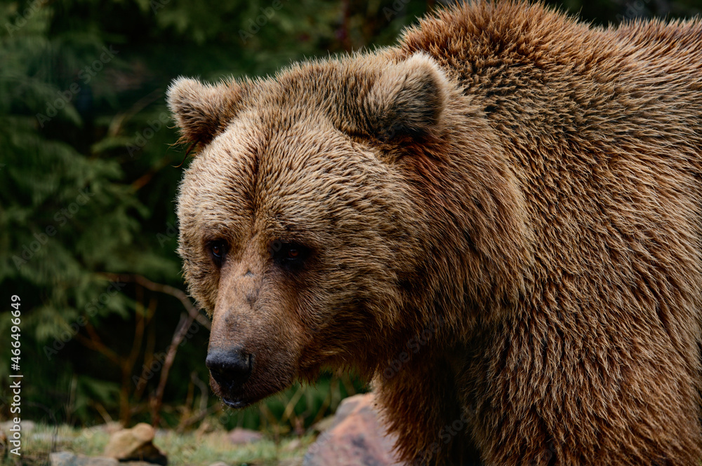 After hibernation, the brown bear walks through the forest in search of food, the Carpathian forests and its inhabitants. After hibernation, the brown bear walks through the forest in search of food, the Carpathian forests and its inhabitants.