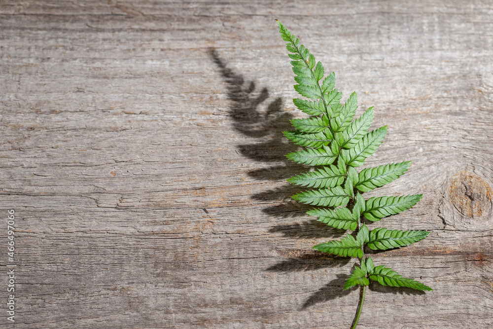 Naklejka premium Fern leaf with hursh shadow on wooden background