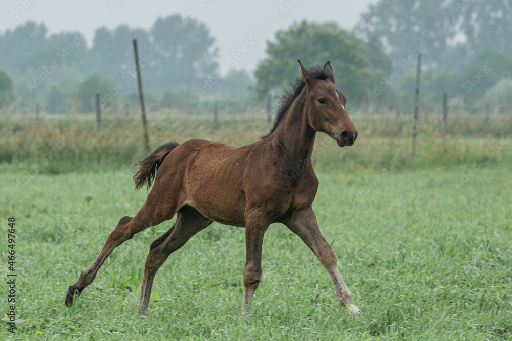 Belgian warmblood purebred foal on meadow in summer Belgian warmblood purebred foal on meadow in summer