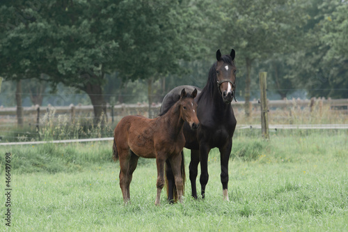 Belgian warmblood purebred mare with foal on meadow 