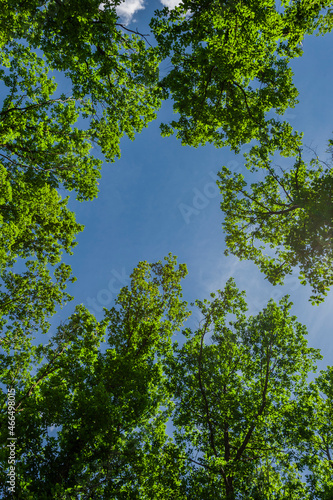Blick von unten in die Baumkronen von alten eichenbäumen