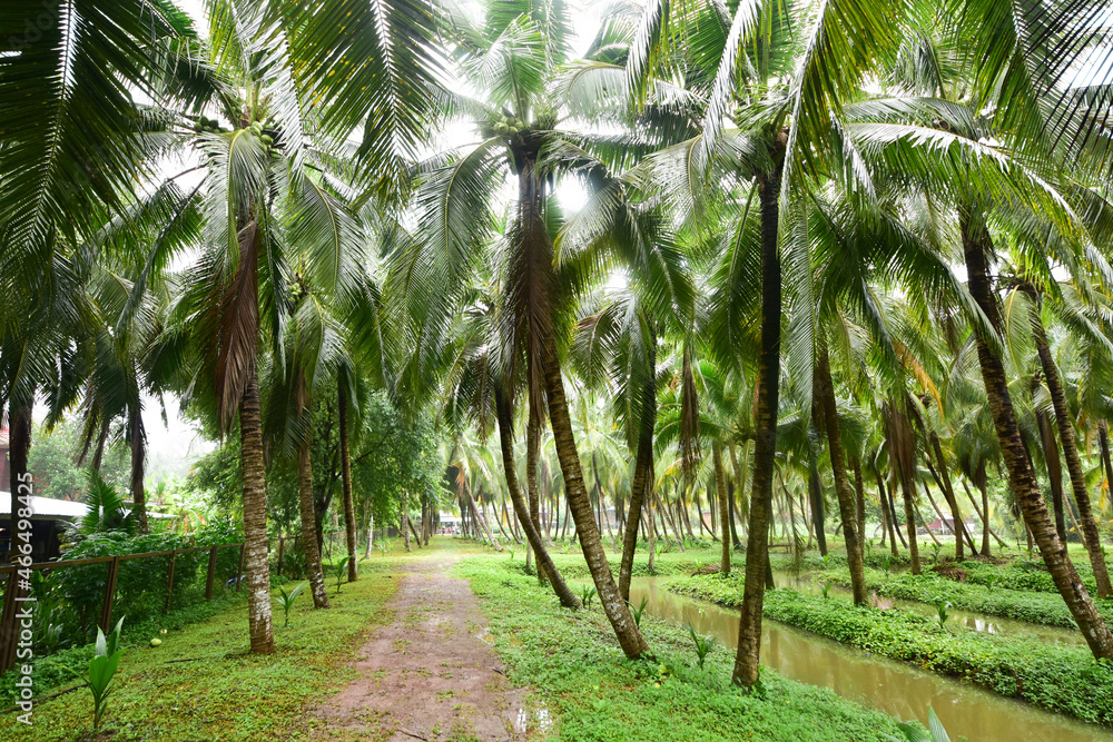 A coconut plantation that looks clean and tidy in Ratchaburi, Thailand.