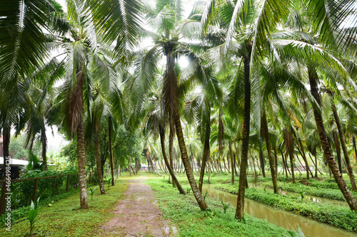 A coconut plantation that looks clean and tidy in Ratchaburi  Thailand.