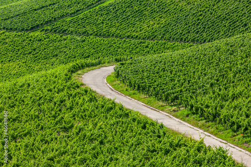 Weinberge im sommer im Fränkischen Steigerwald