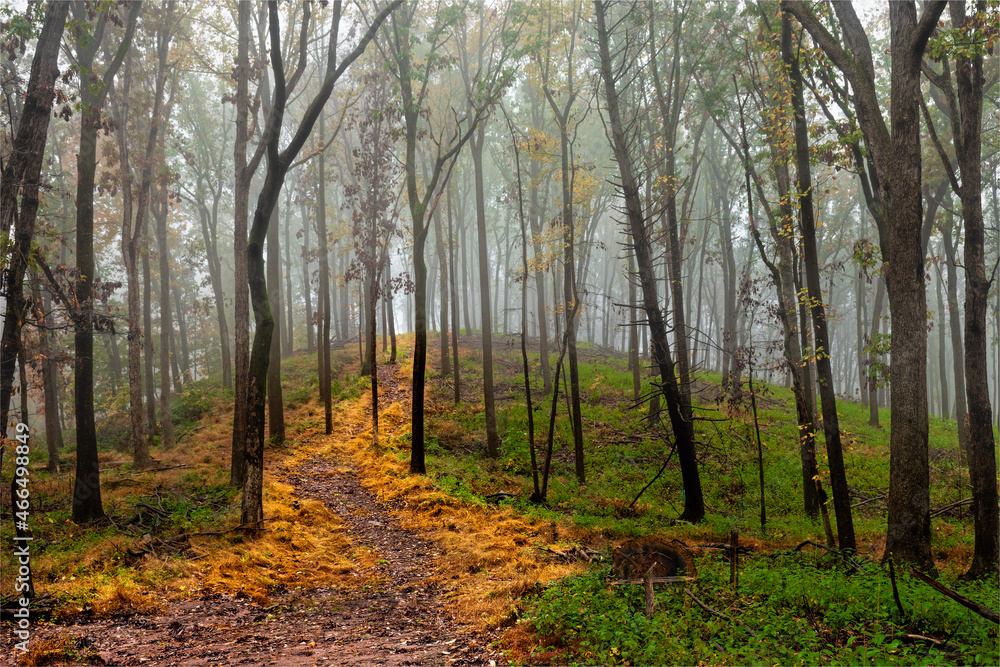 Foggy Autumn Day in the forest in Hershey PA.  Path looks like the yellow brick road!