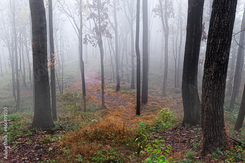Foggy Autumn Day in the forest in Hershey PA.  Path looks like the yellow brick road! © Chet Wiker