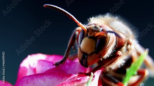 A wasp on a flower macro view. Commom european wasp. Paper wasp.Vespula vulgaris. Insect in nature.