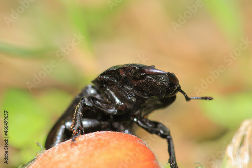 natural stag beetle insect macro photo