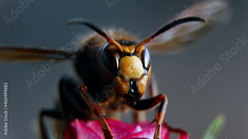 A wasp on a flower macro view. Commom european wasp. Paper wasp.Vespula vulgaris. Insect in nature. photo