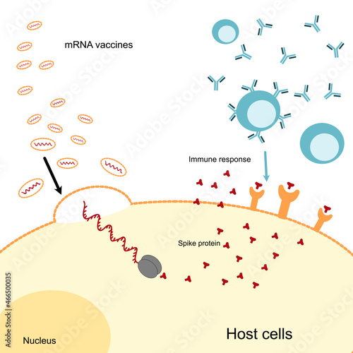 The immune induction process of mRNA vaccine in human body
 photo