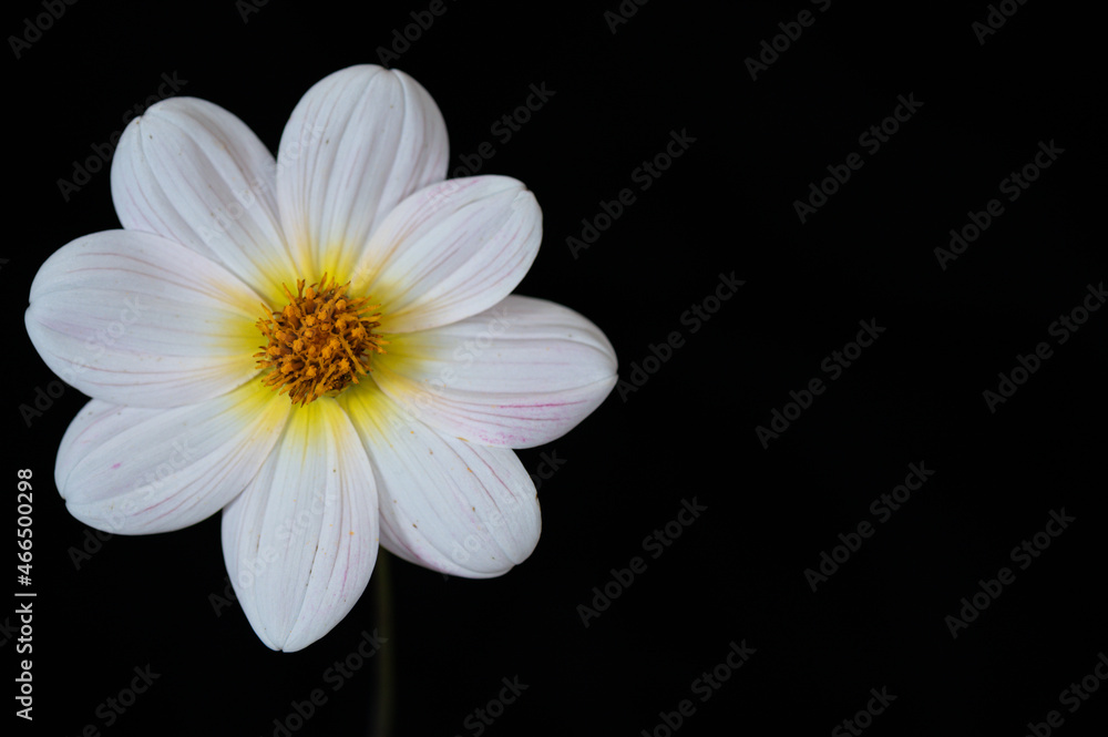 White Dahlia flower on black background White Dahlia flower on black background