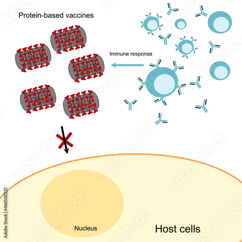 The pathway of immune response to protein- base vaccines or protein subunit vaccine.
