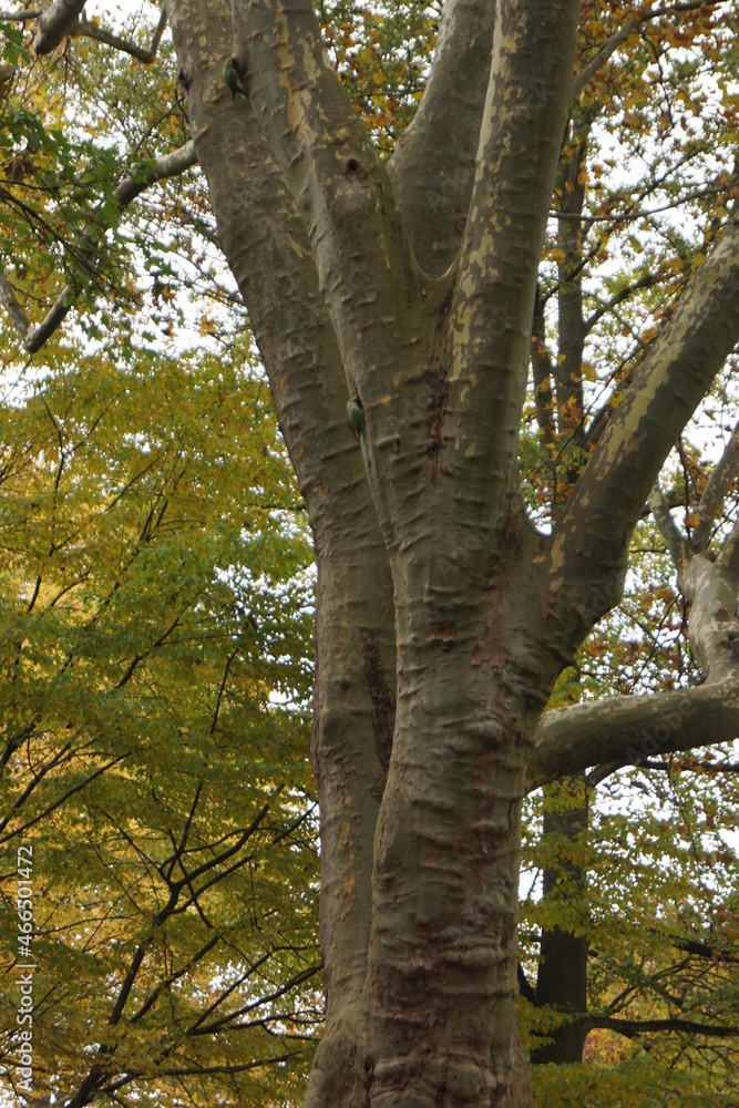 Trees and their shapes