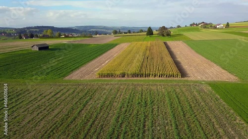 vue depuis un drone en vol en arrière en descente à basse altitude sur un champ de maïs en suisse romande