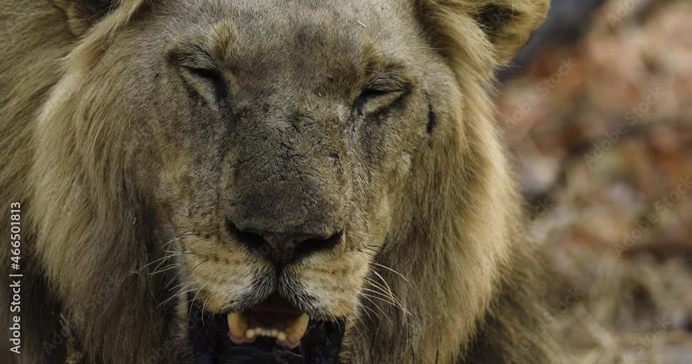 Close-up portrait of a magnificent male lion's face looking at camera Close-up portrait of a magnificent male lion's face looking at camera
