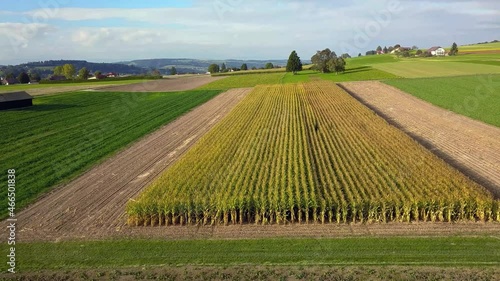 vue depuis un drone en vol à basse altitude en avant sur un champ de maïs dans la campagne suisse