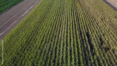 vue plongeante depuis un drone en vol a basse altitude sur un champ de maïs dans la campagne suisse