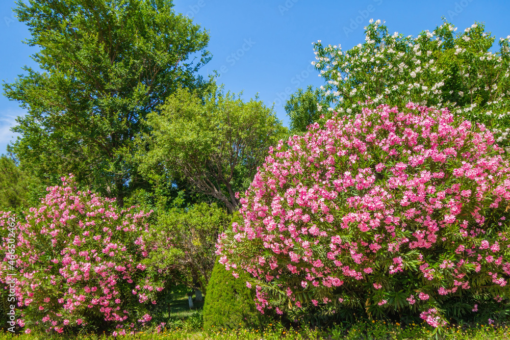 Lush flowering bushes of Oleander (another name for Nerium). Shot in the park of the architectural complex Al-Hakim At Termezi in the city of Termez, Uzbekistan Lush flowering bushes of Oleander (another name for Nerium). Shot in the park of the architectural complex Al-Hakim At Termezi in the city of Termez, Uzbekistan