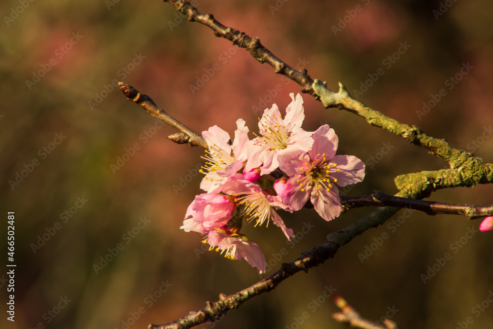 Sakura (cherry blossom) in Parque do Carmo, Brazil Sakura (cherry blossom) in Parque do Carmo, Brazil