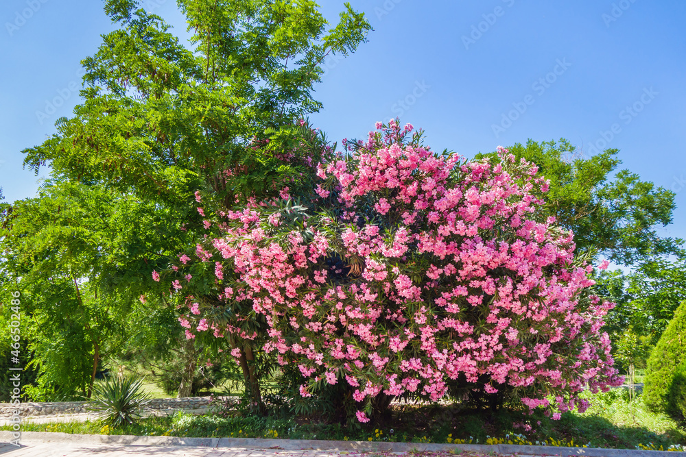 Naklejka premium Lush flowering pink bushes of Oleander (another name for Nerium). Shot in the park of the historic architectural complex Al-Hakim At Termezi in the city of Termez, Uzbekistan