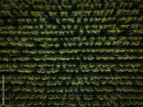 Hops being grown on a field photo