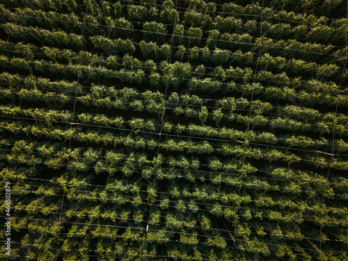 Hops being grown on a field photo