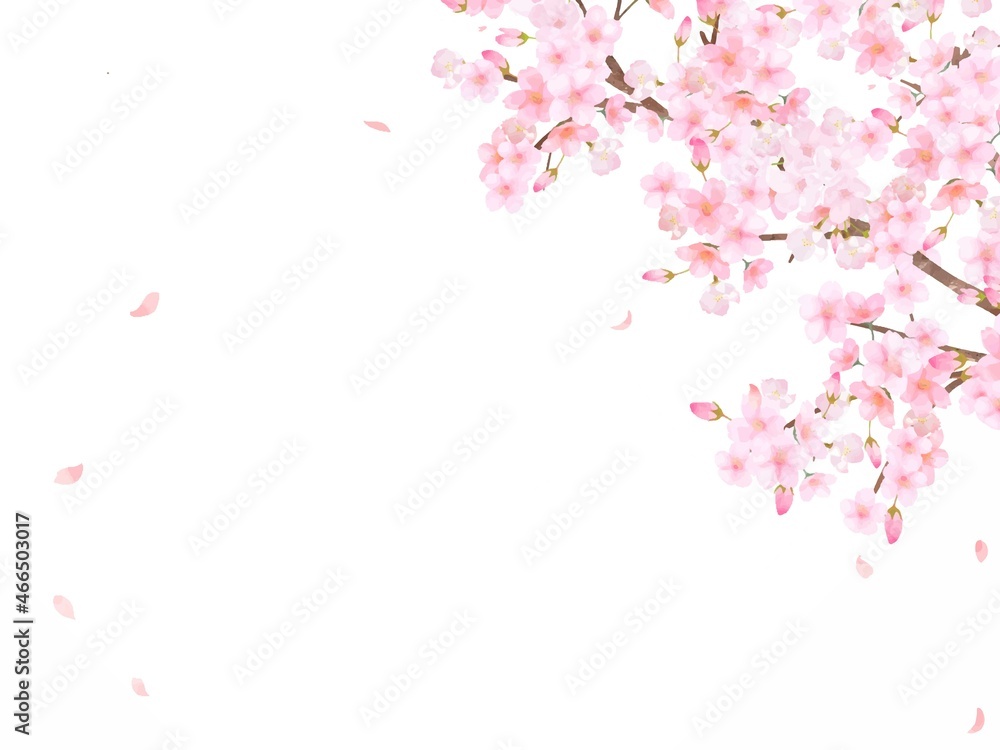 美しく華やかな満開の桜の花と花びら舞い散る春のフレームベクター素材イラスト Stock Vector Adobe Stock