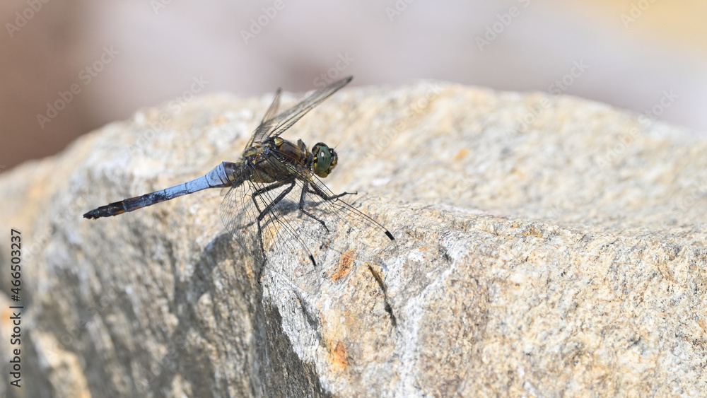 Libellula grande blu posata sulla roccia Libellula grande blu posata sulla roccia