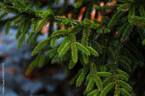 Fir twigs in the park. Christmas tree close-up. Coniferous trees in the forest background. Selective focus.