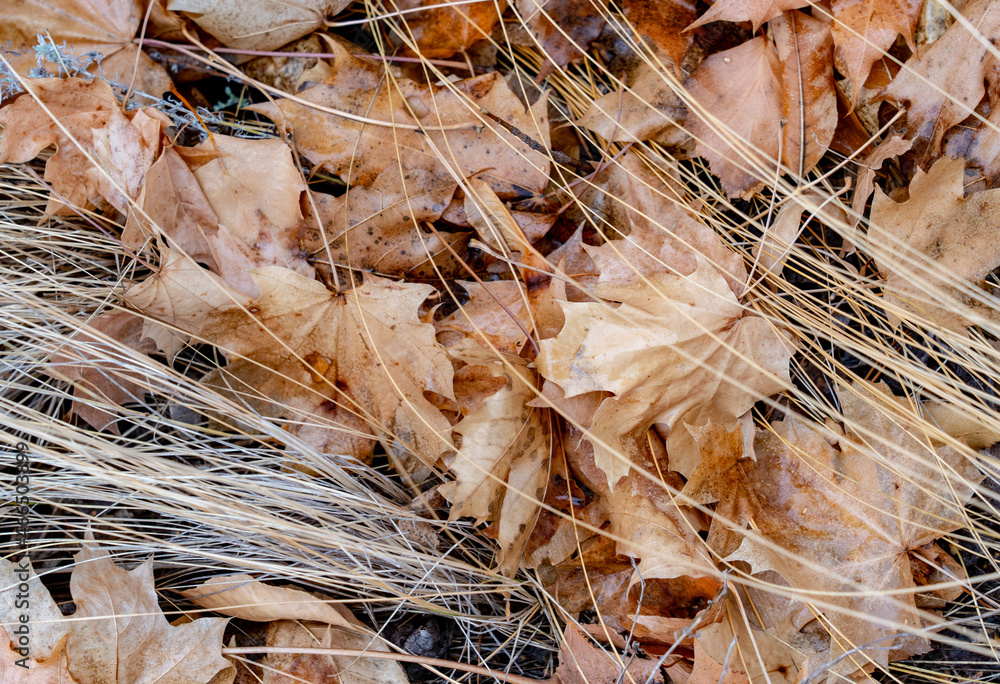 Dry autumn maple leaves lie on the ground among dry grass.