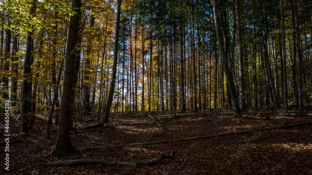 Blick in den Herbst Wald