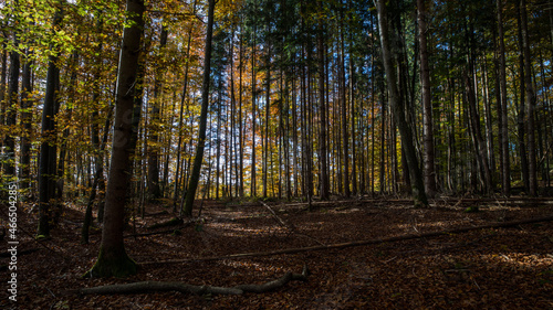 Blick in den Herbst Wald